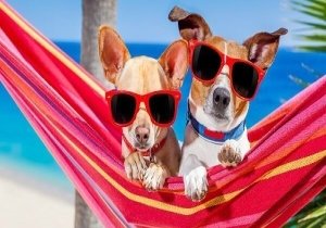 Waggin' Dine & Donate at Macky's Bayside Bar and Grill
