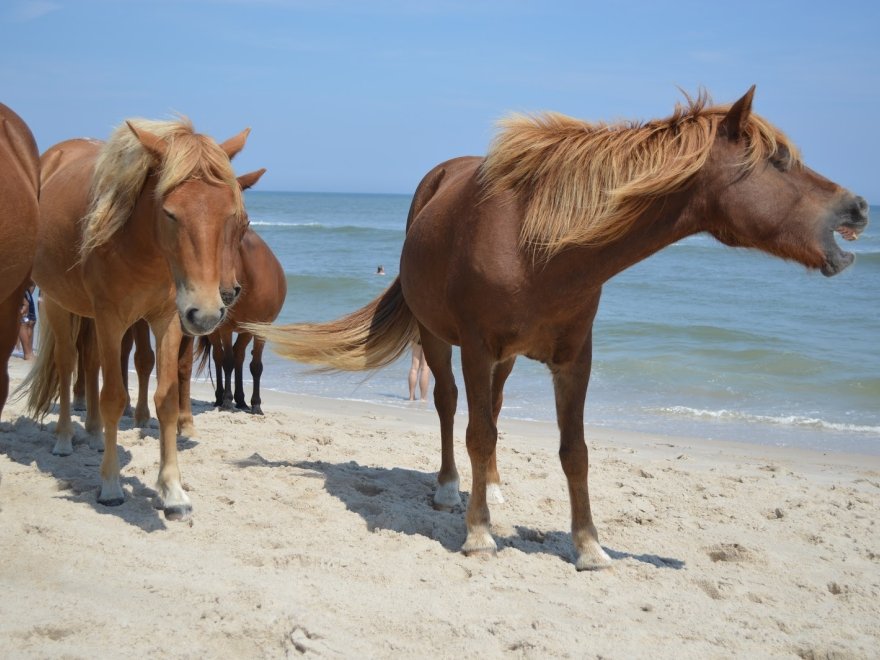 Assateague Island National Seashore