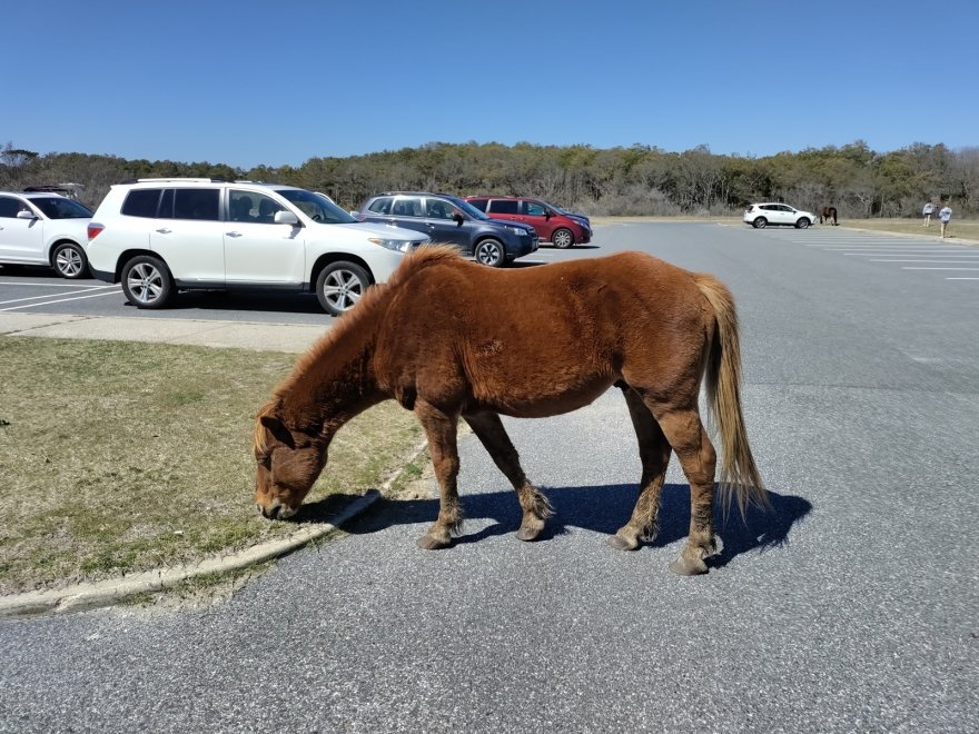 Assateague Island National Seashore