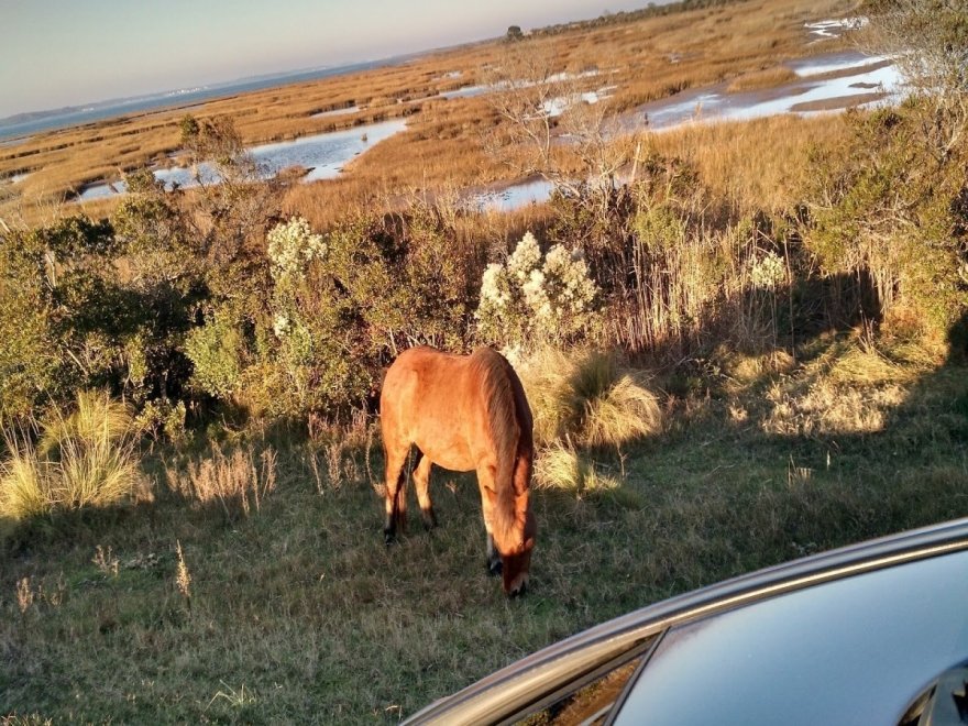 Assateague State Park