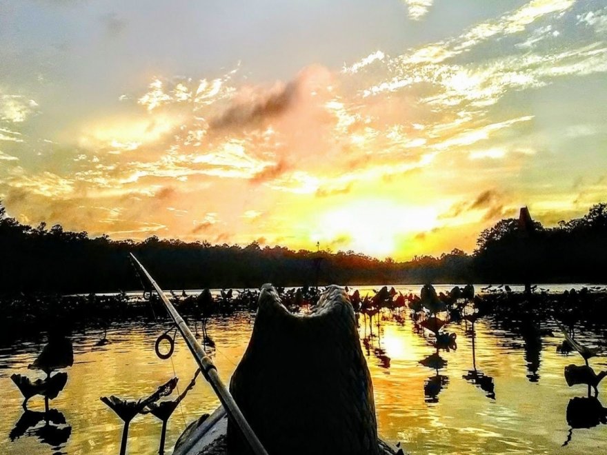 Pocomoke River State Park: Milburn Landing