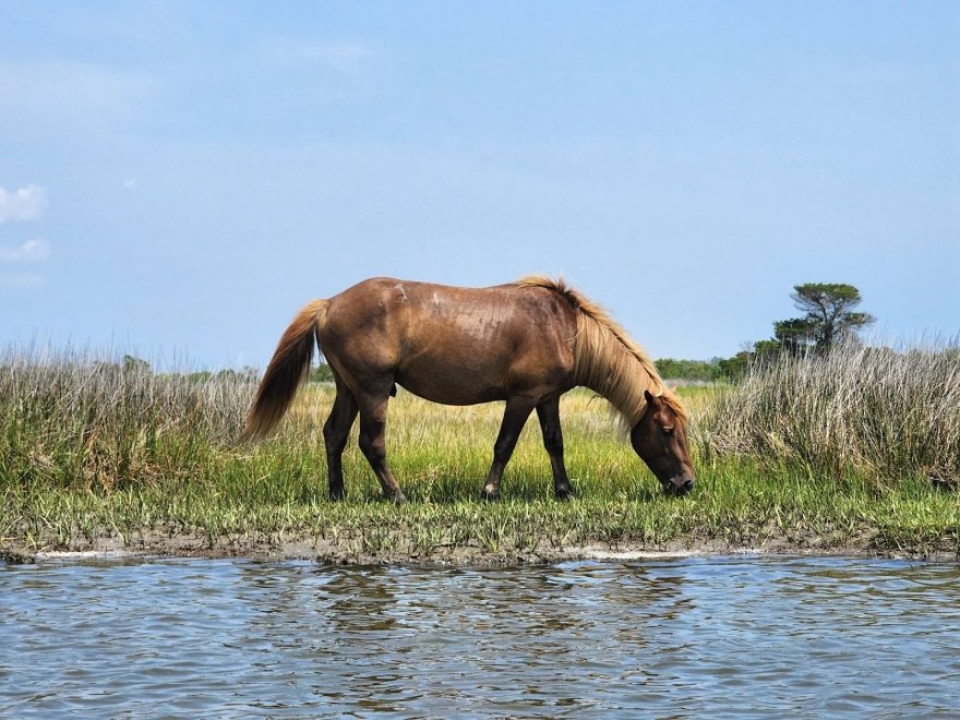 Assateague Outfitters