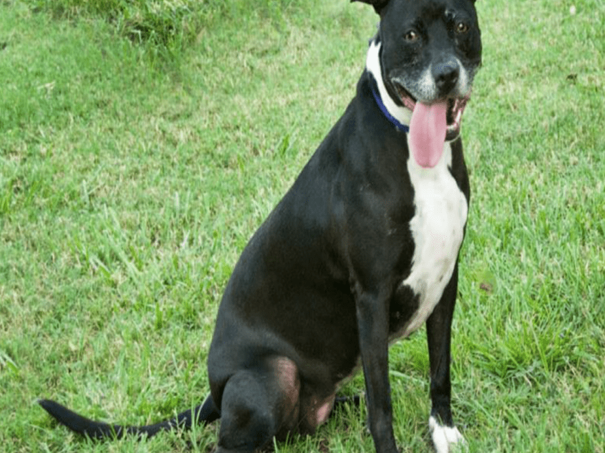 Worcester County Humane Society