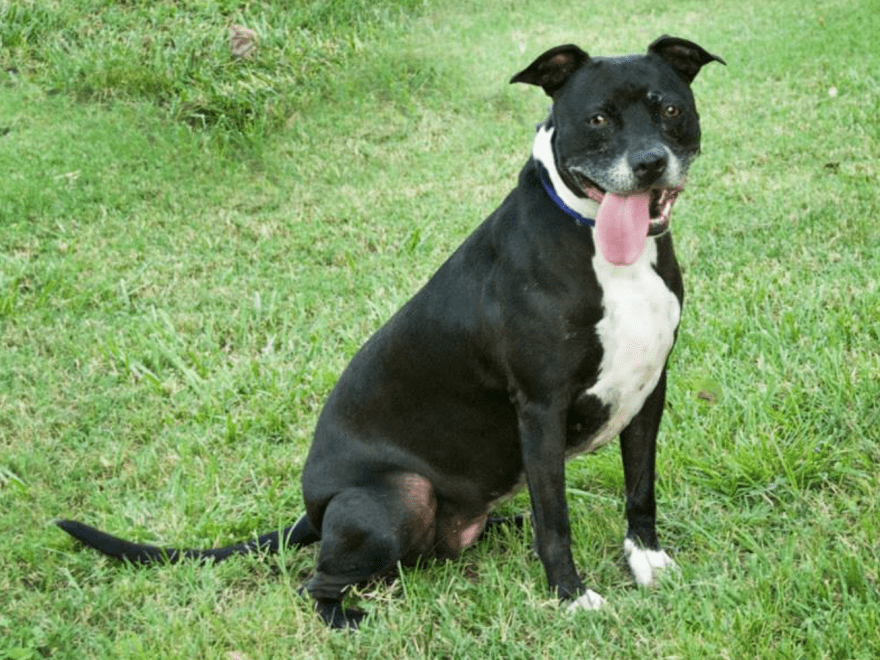 Worcester County Humane Society