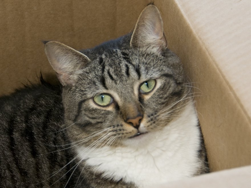 Worcester County Humane Society