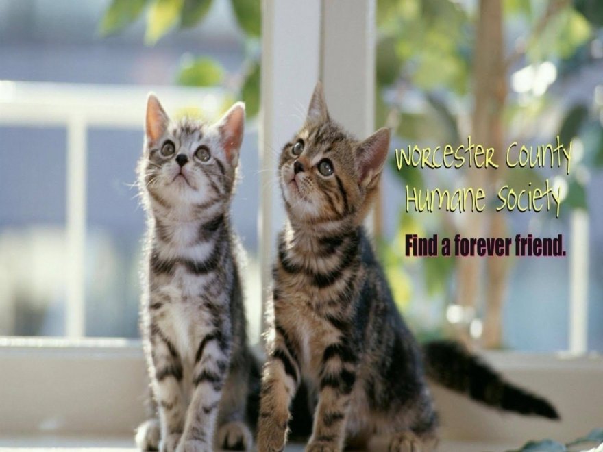 Worcester County Humane Society