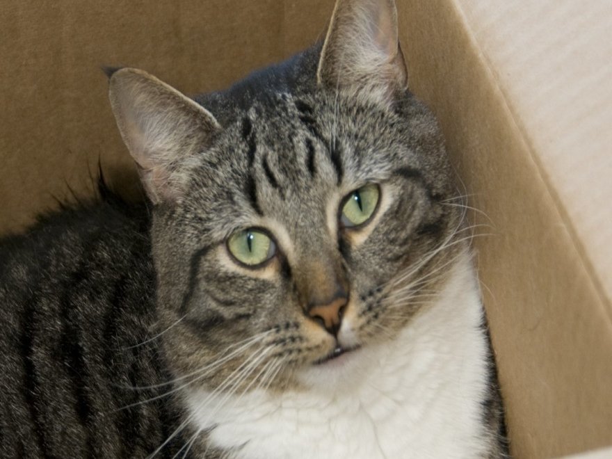 Worcester County Humane Society