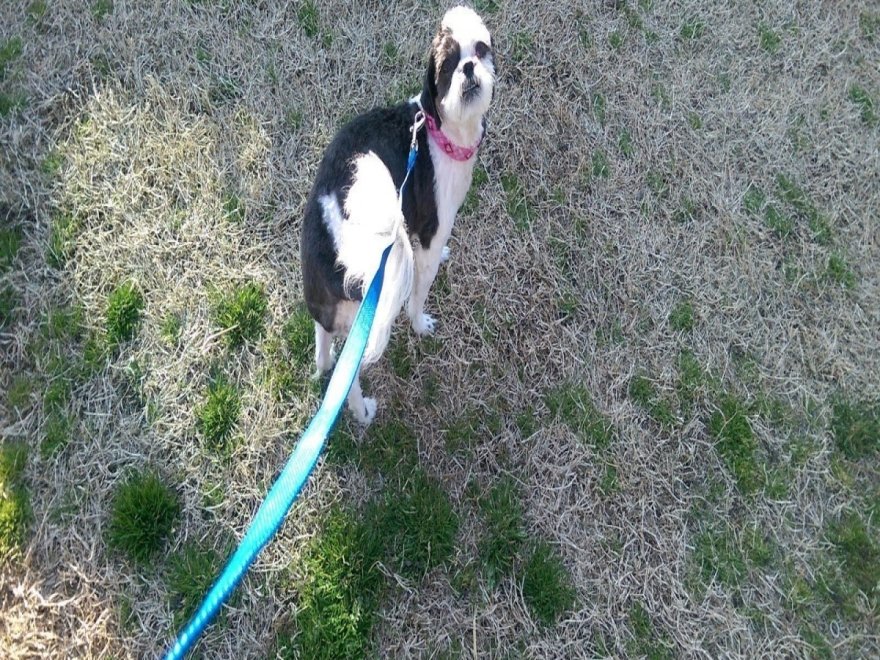 Worcester County Humane Society